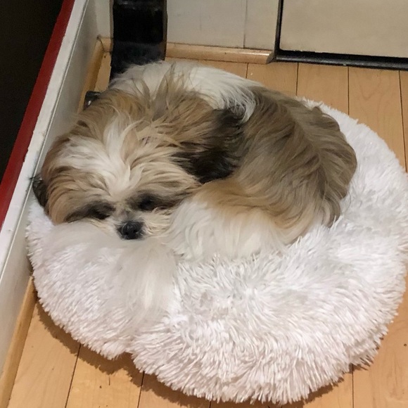 🇺🇸 Meet your Posher, Anita & Gucci - Picture 9 of 15